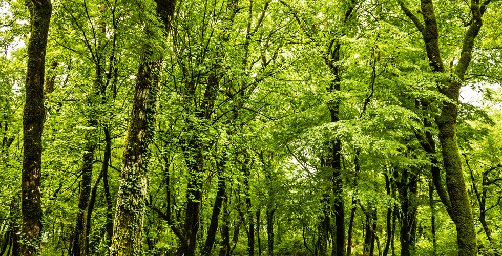 bosque sostenible